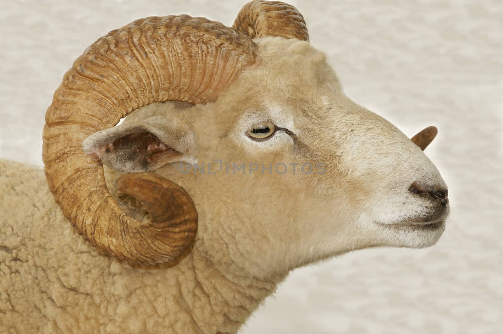 Horns on a Ram by wayneandrose