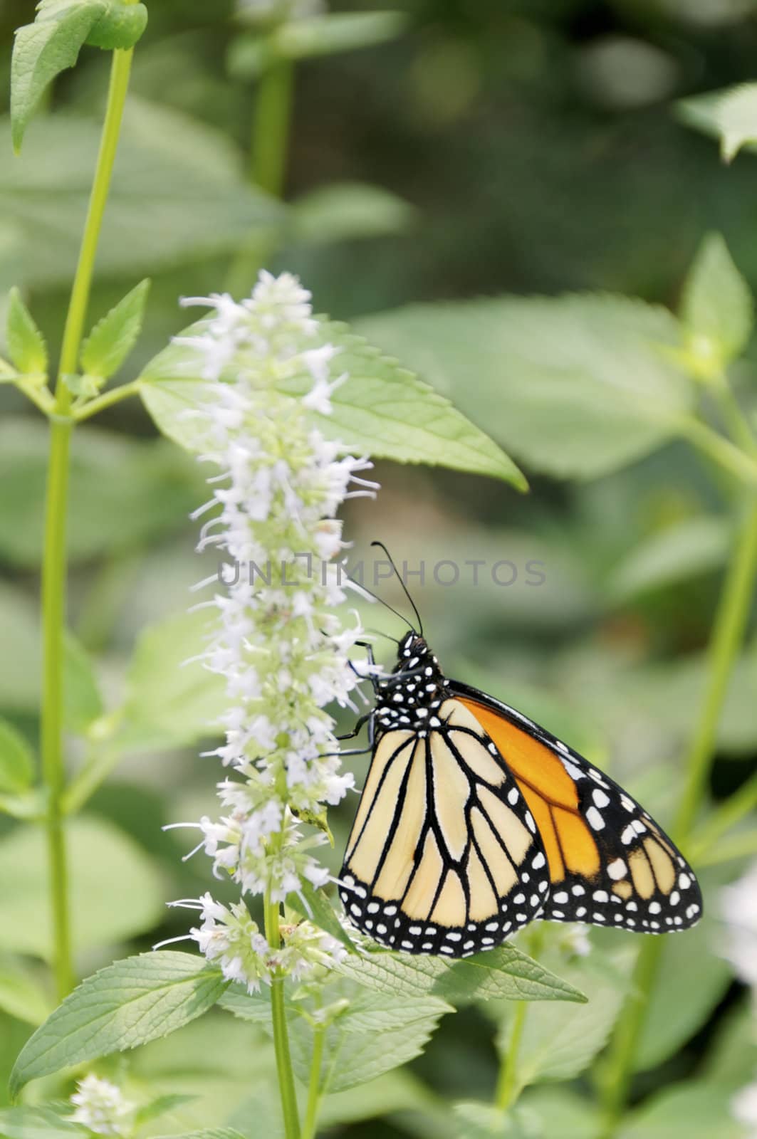 Monarch on White Flower by wayneandrose