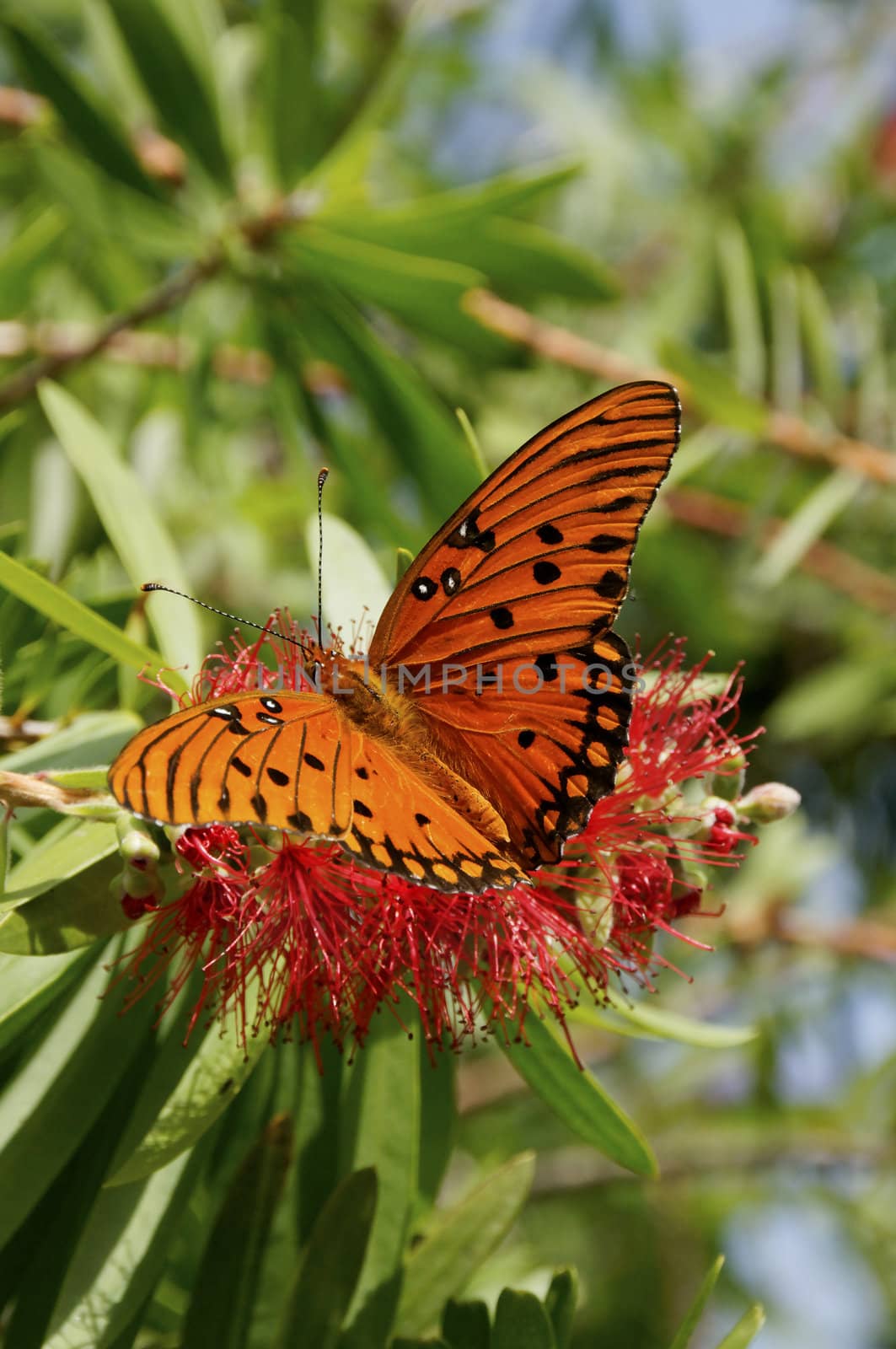 A gulf fritillary butterfly on a red flower.