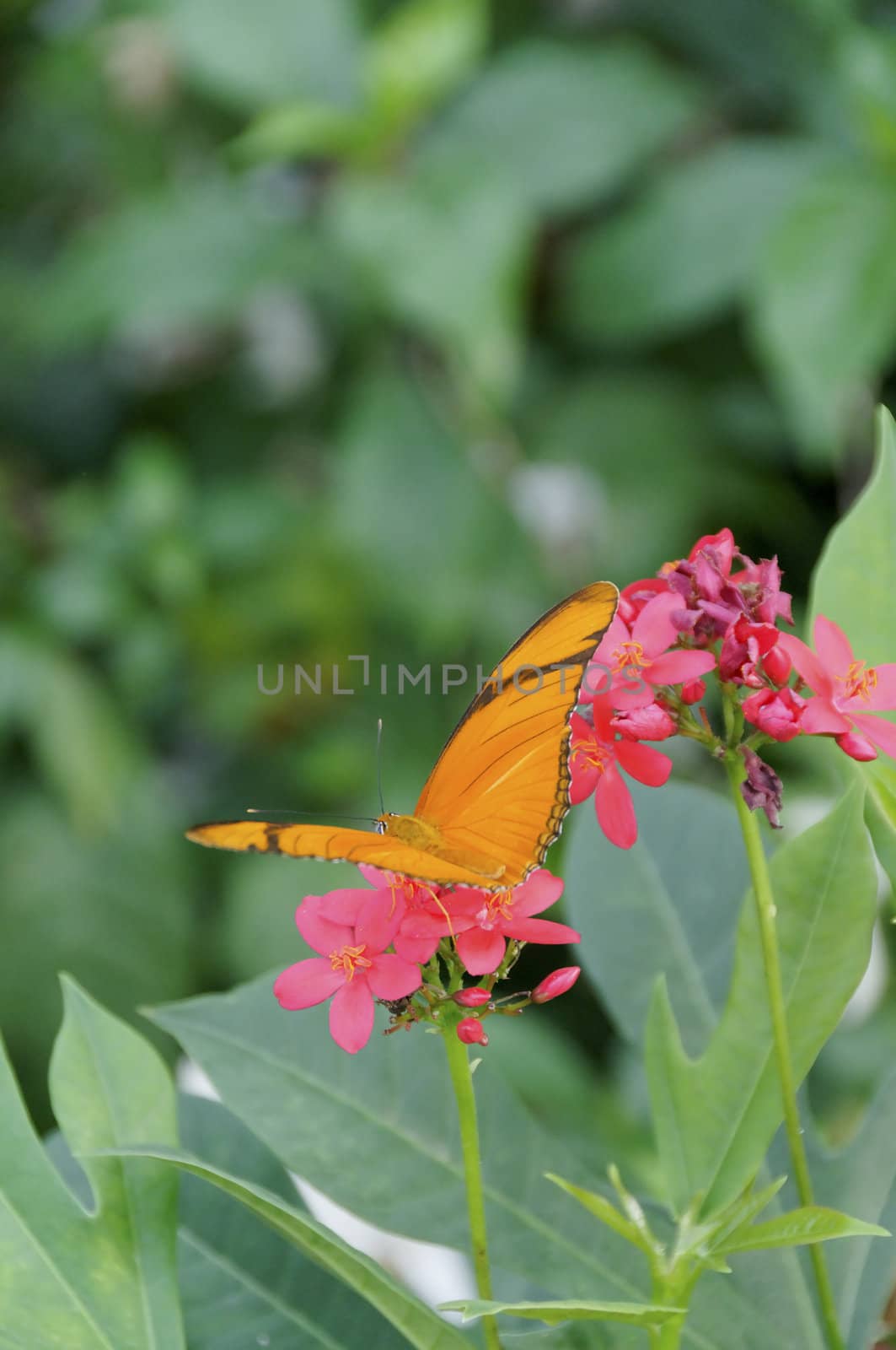 A julia butterfly on pink flowers.