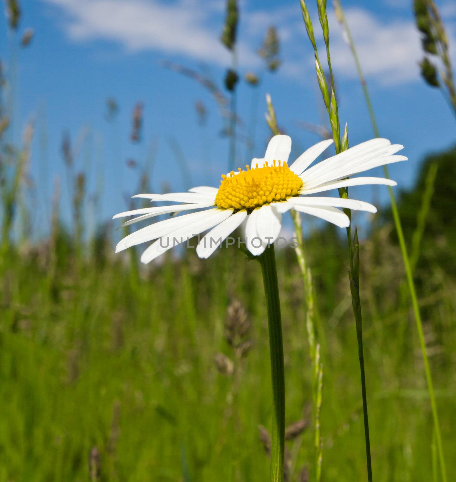 An image of a beautiful marguerite background