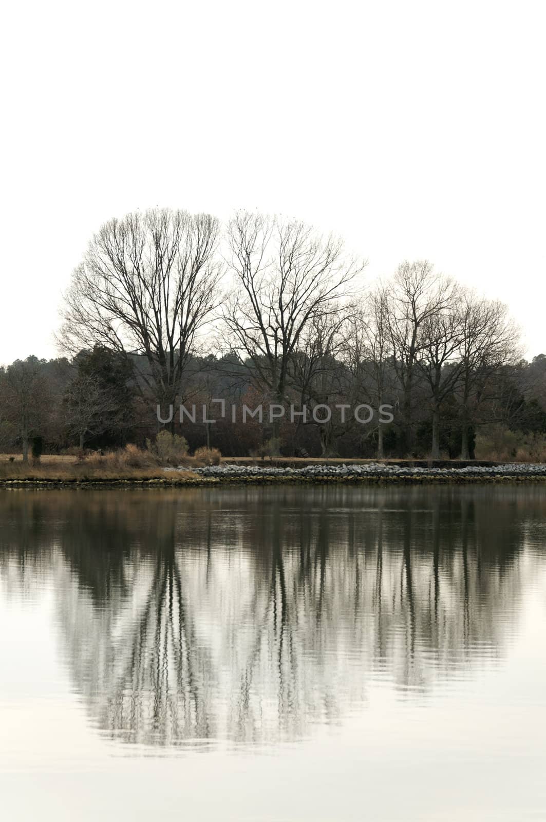 A group of trees reflecting in the water at winter time.