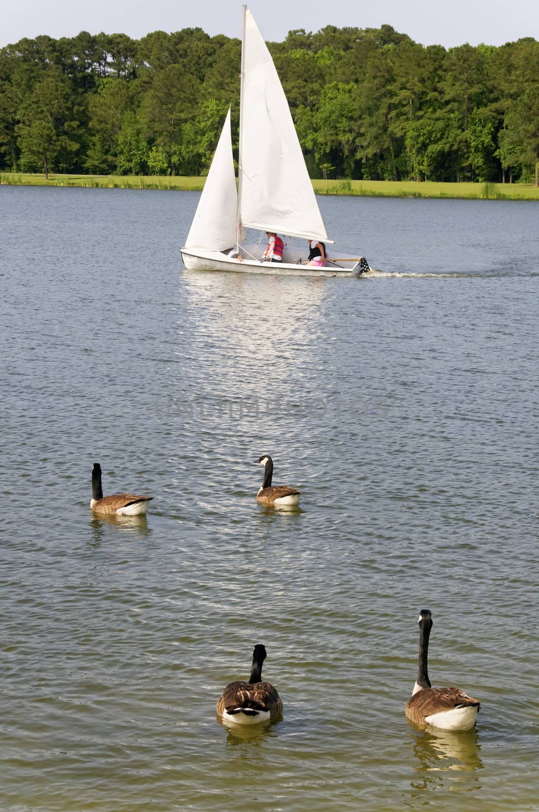 A sailboat with geese swimming in front of it at a lake.