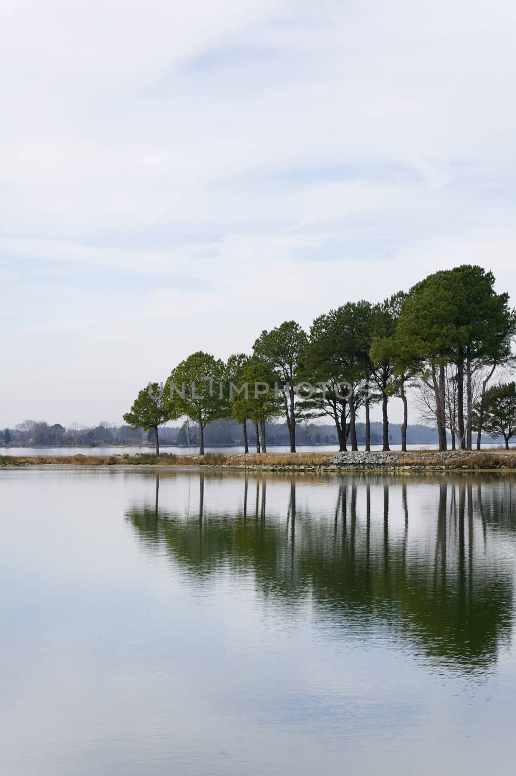 A row of trees reflecting in the water at a bay.