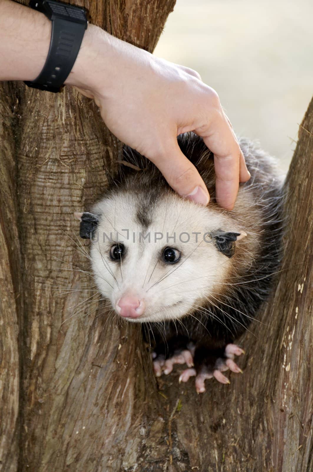 A possum in a tree being petted by a man.