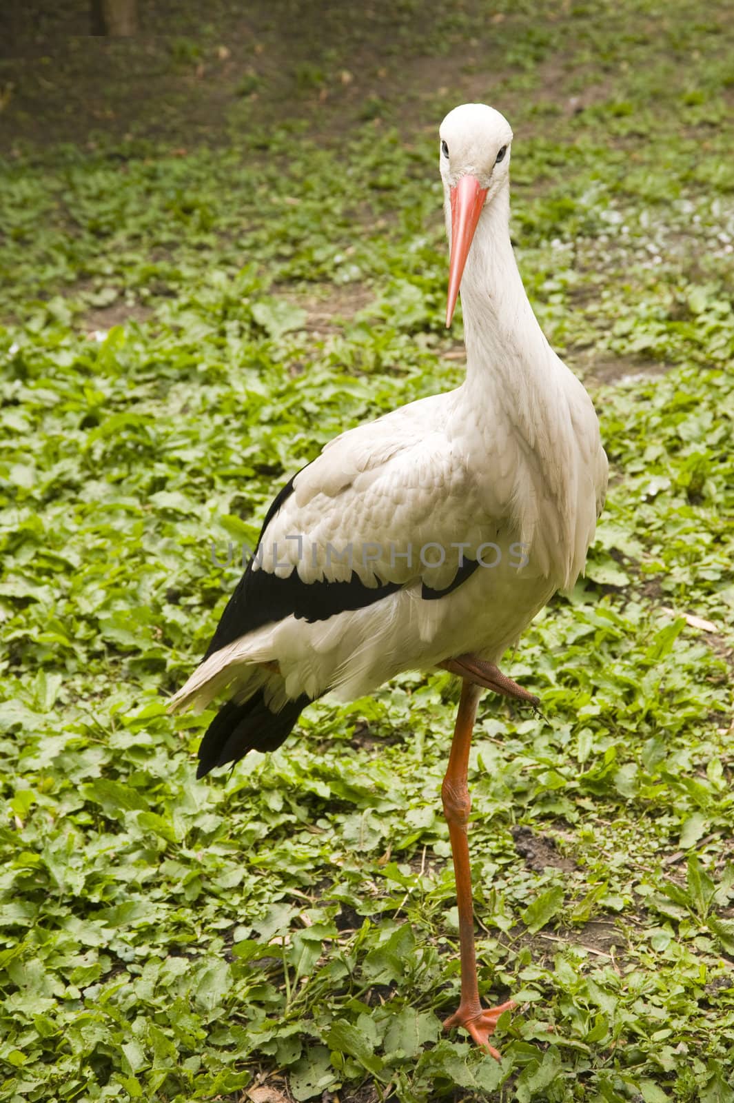 a stork, outside in the nature