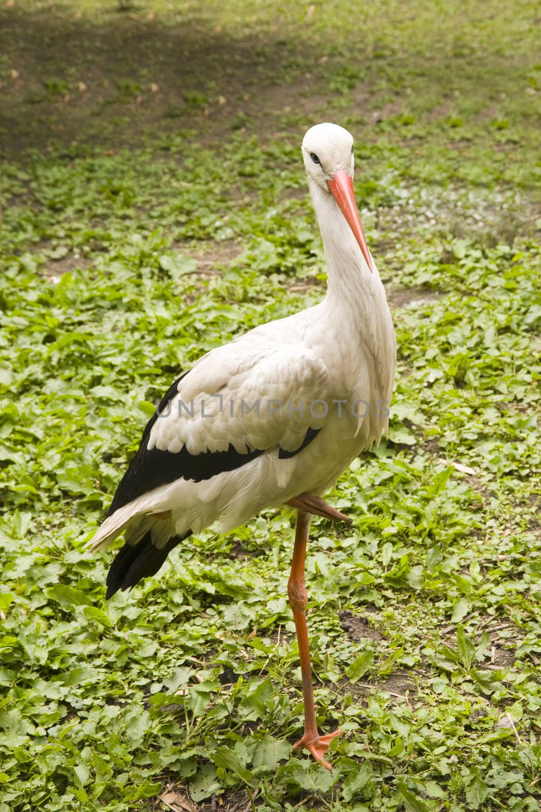 a stork, outside in the nature