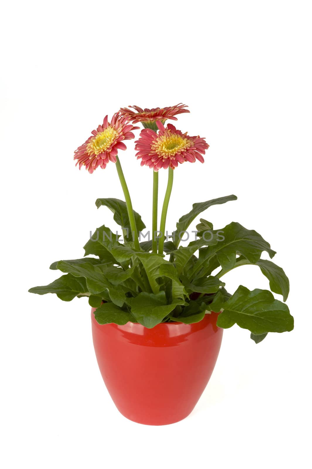 an pink gerbra in a red vase