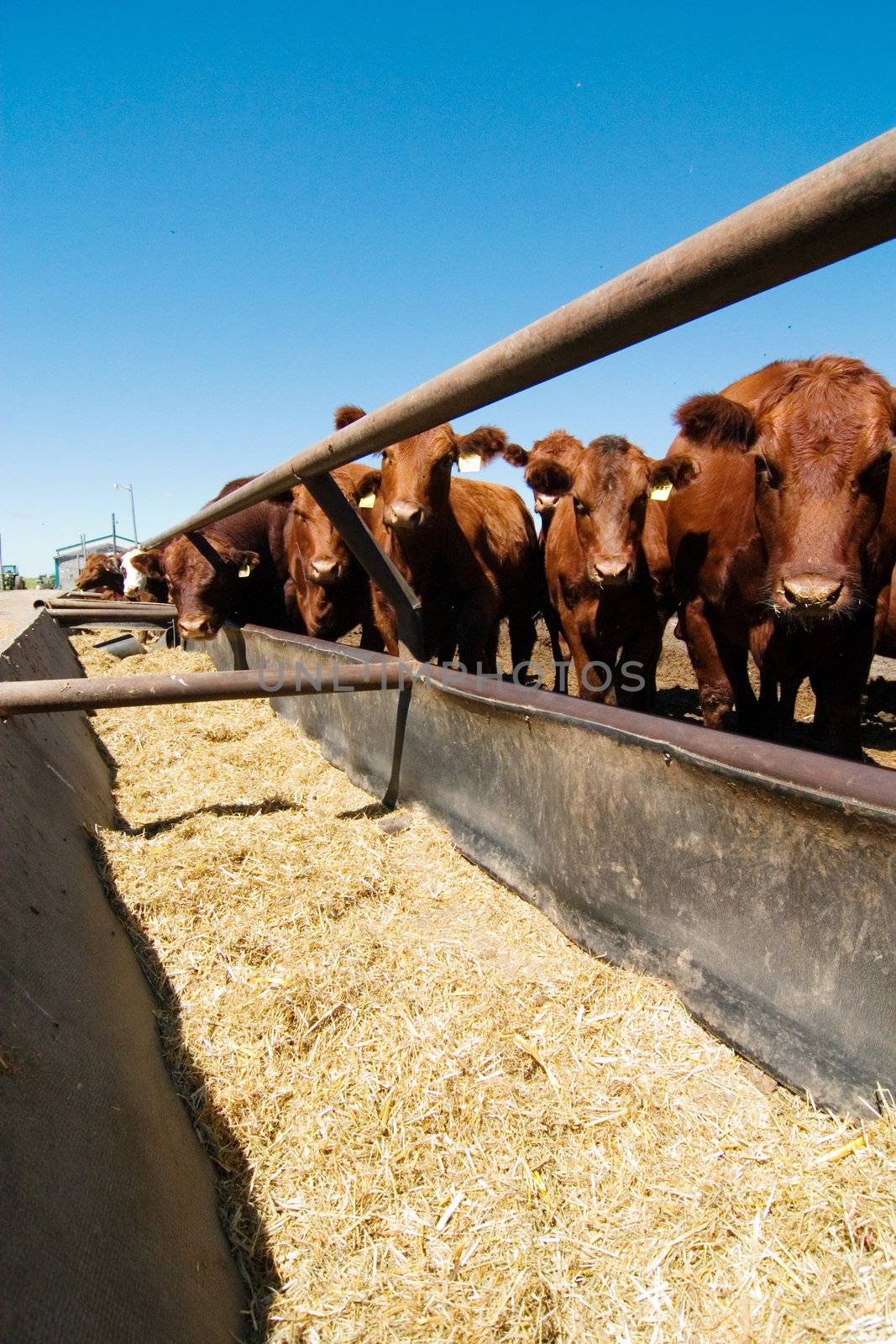 Feeding bunks on a farm in Saskatchewan