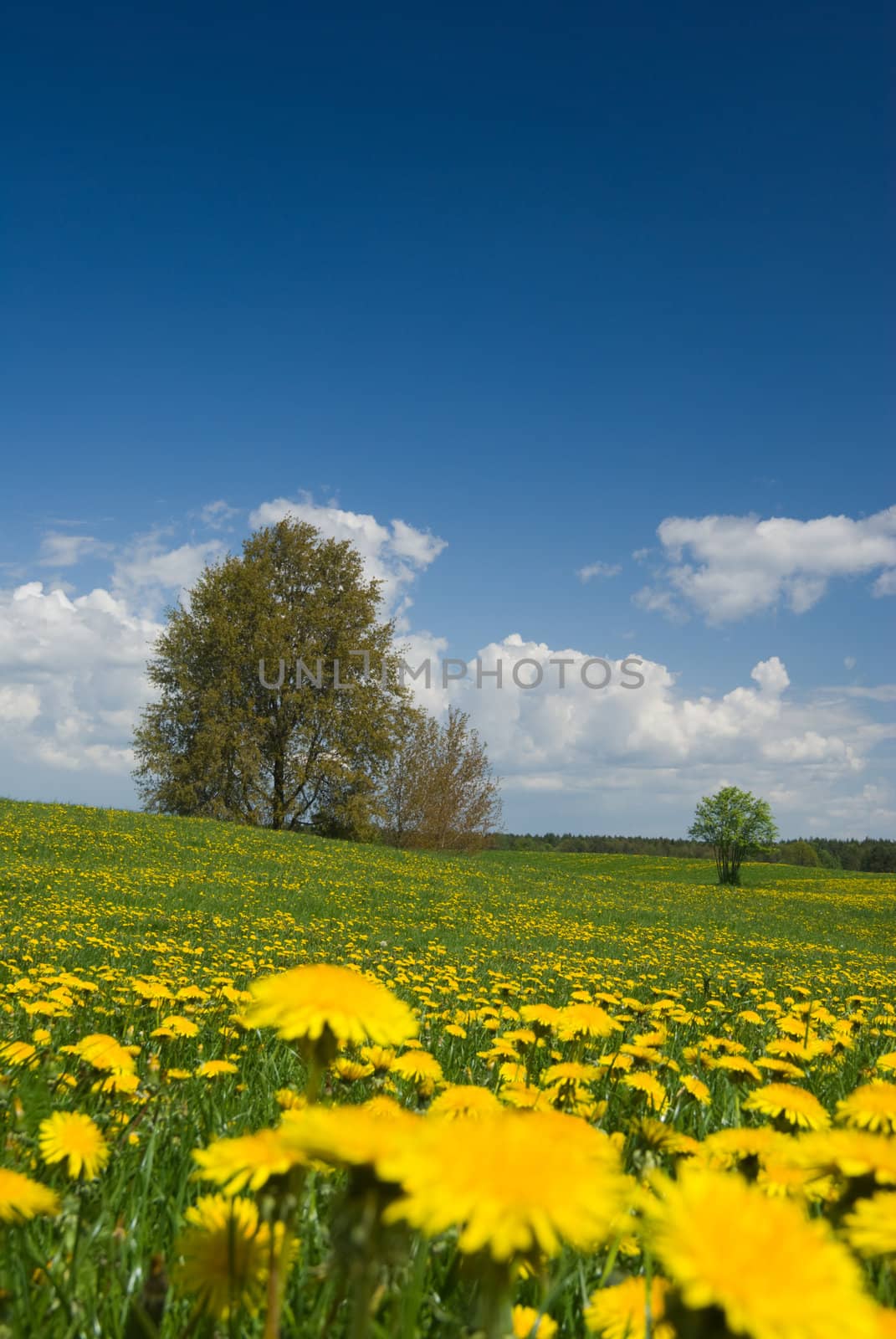 Spring landscape - dandelions fields, trees and sunny weather.