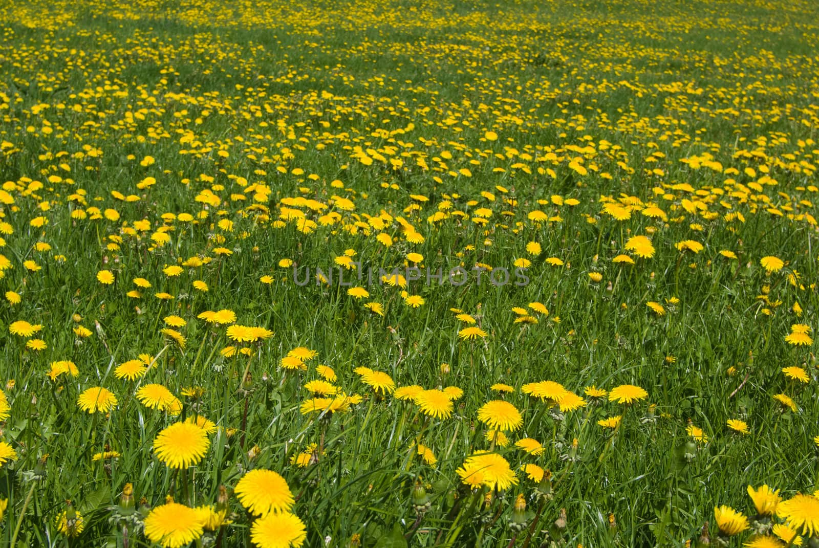 Dandelions field - spring flowers.