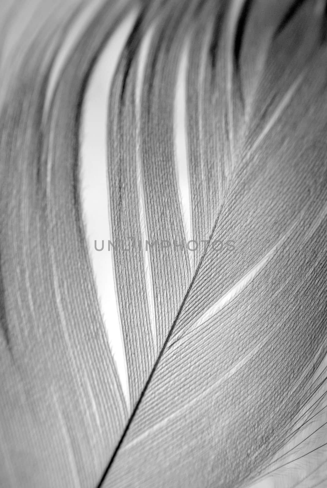 Bird's feather detail. Black and white. Shallow DOF.