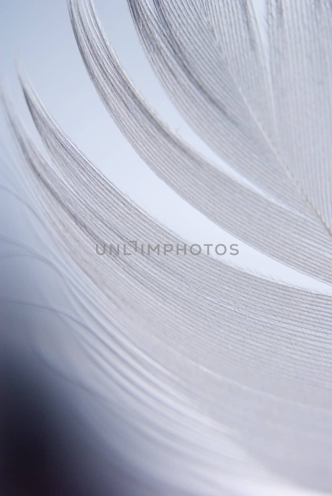 Bird's feather detail. Shallow depth of field.