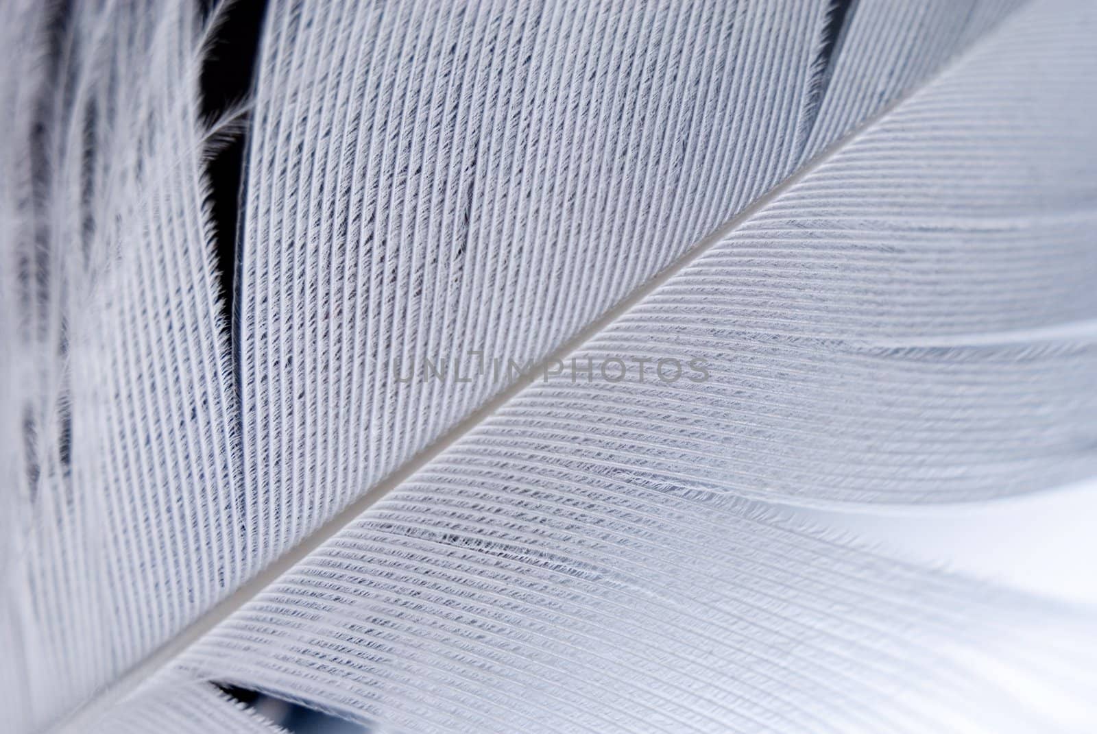 Bird's feather detail. Shallow depth of field.