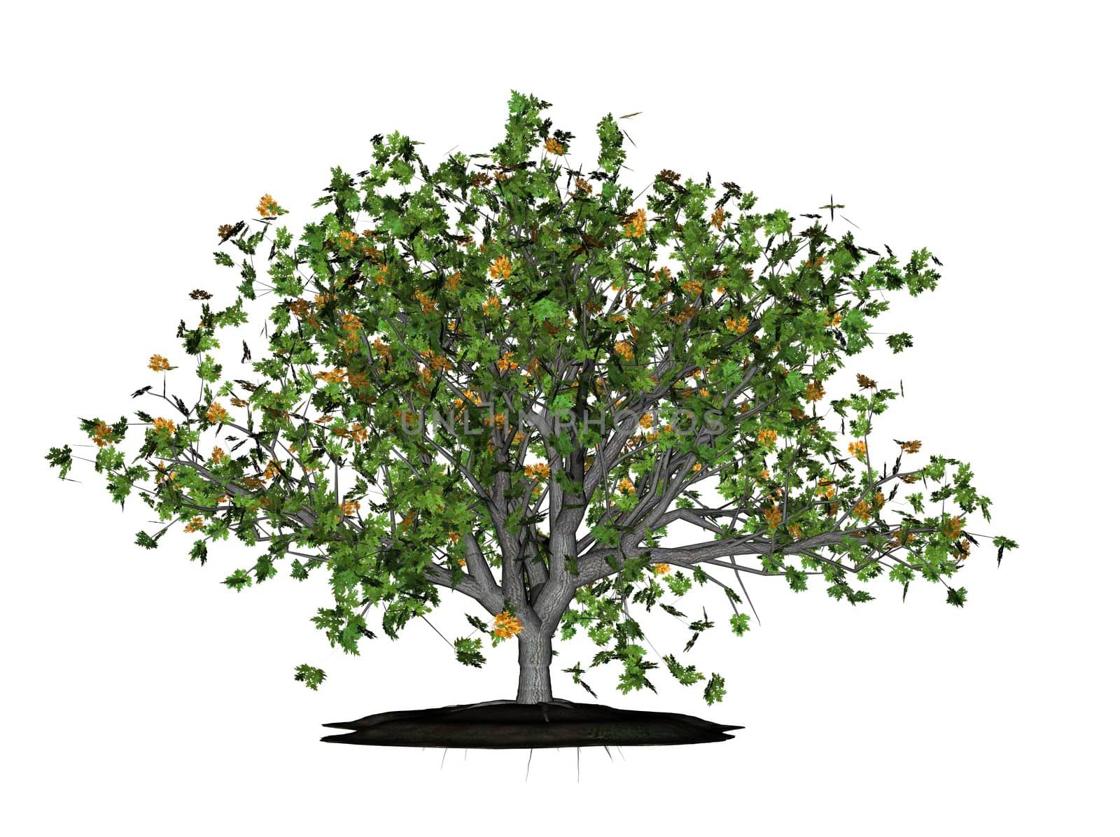 Illustration of a 3D oak, isolated