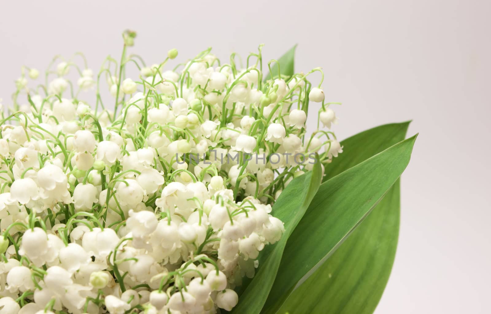 Beautiful fresh Lily-of-the-valey flowers isolated on white
