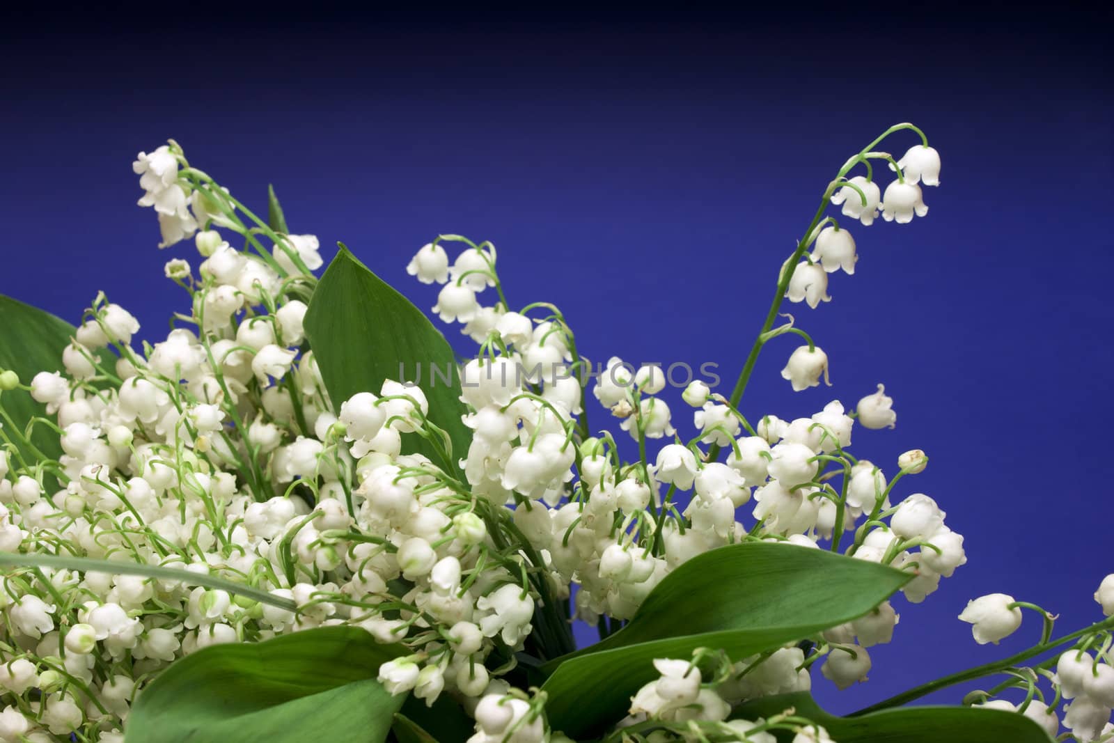 Beautiful fresh Lily-of-the-valey flowers over dark blue background