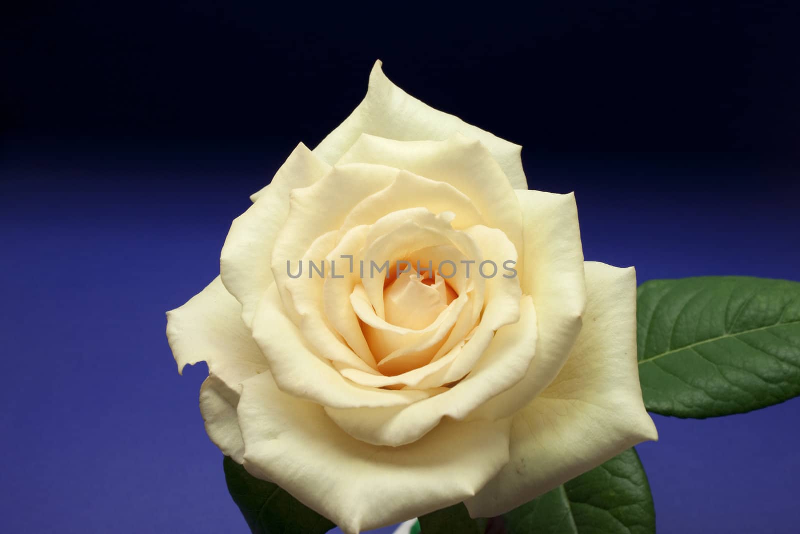 Beautiful fresh rose flower over dark blue background