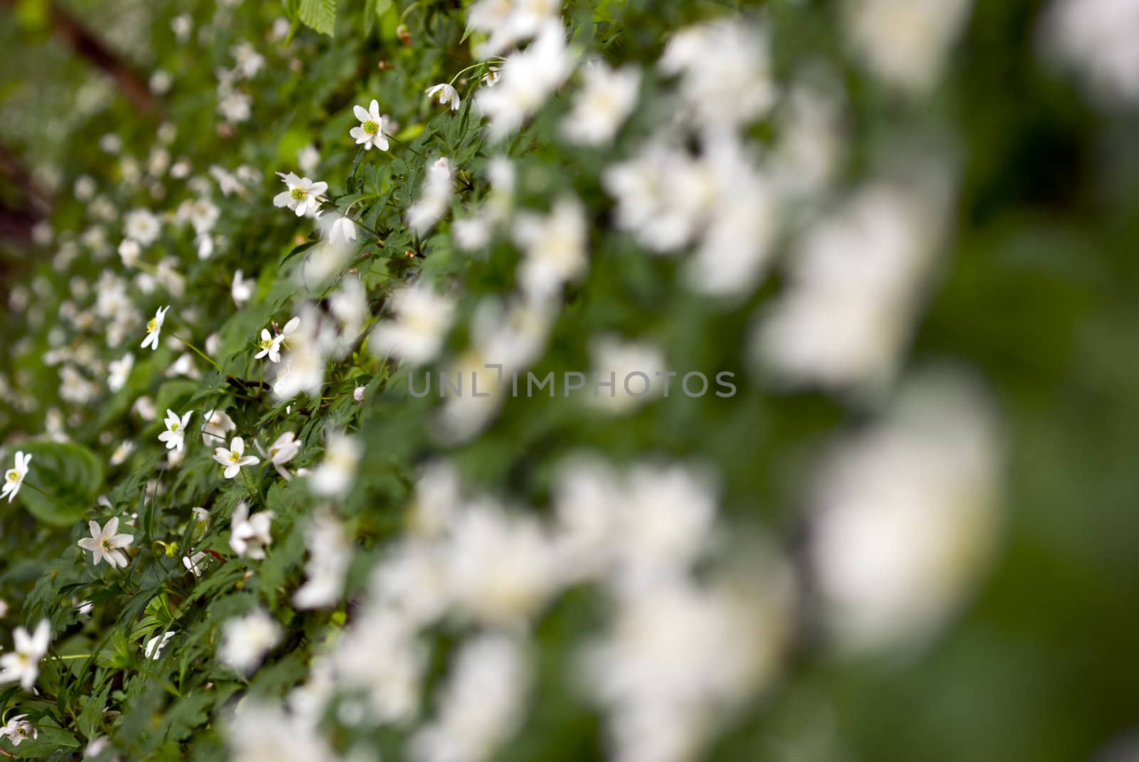 Anemones in forest - space for copy.