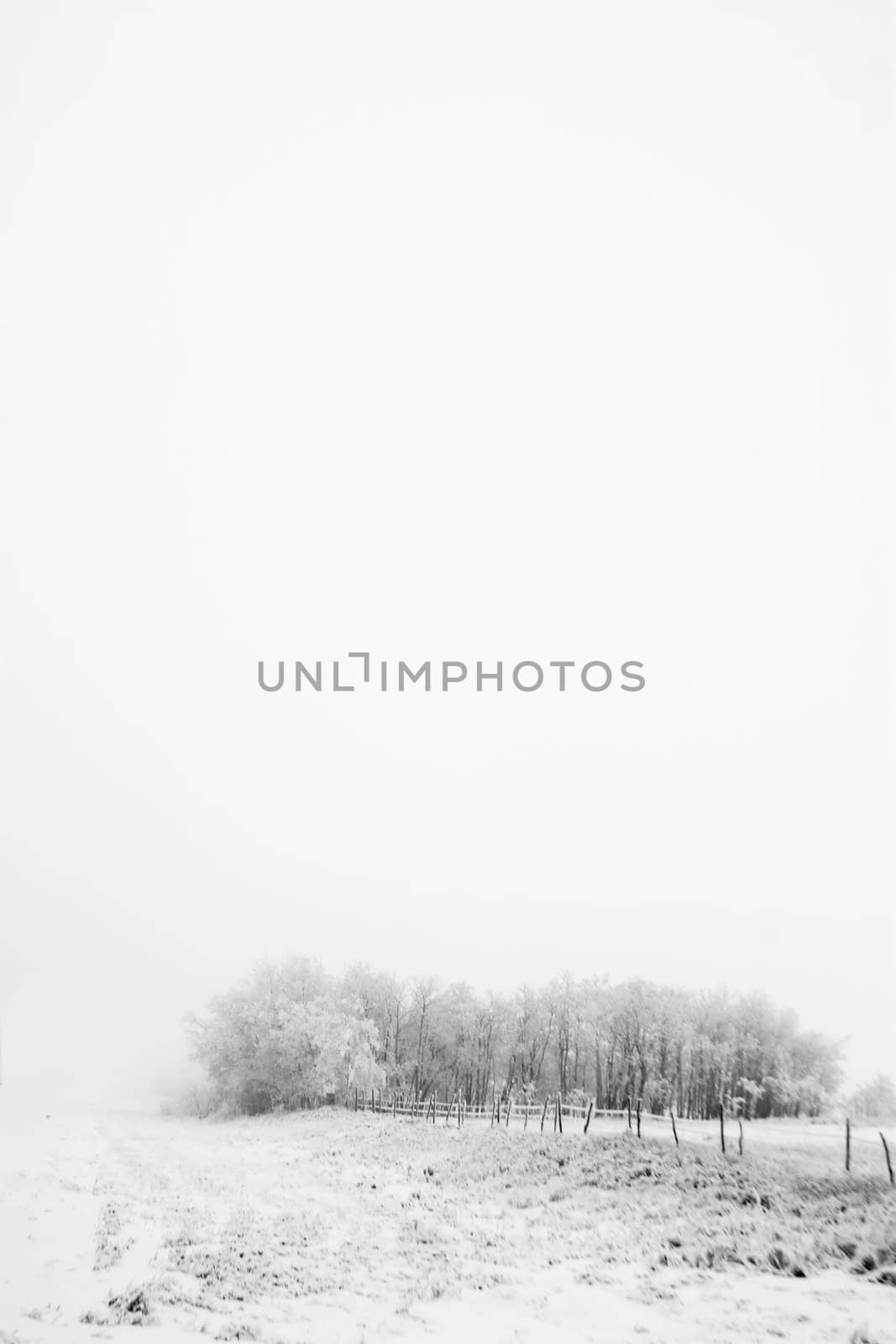 Group of trees on a prairie landscape engulfed in fog.