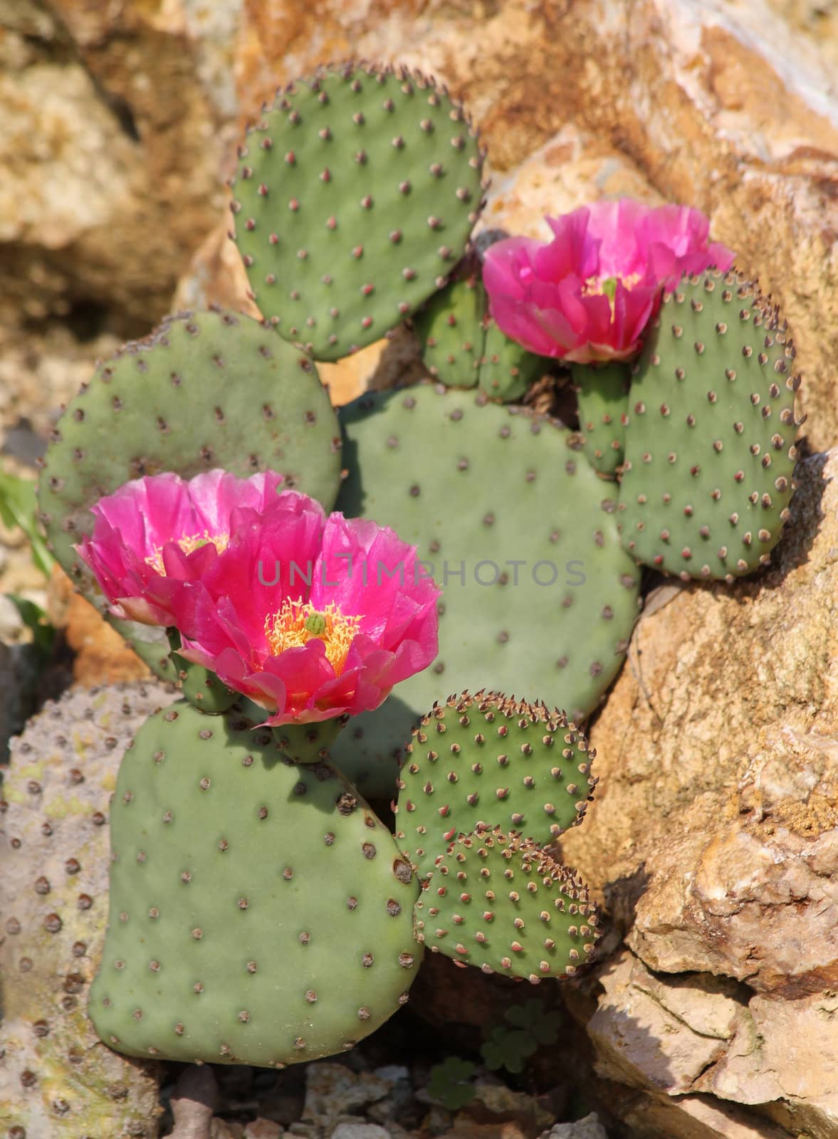 A purple-flowered cactus and desert stones.