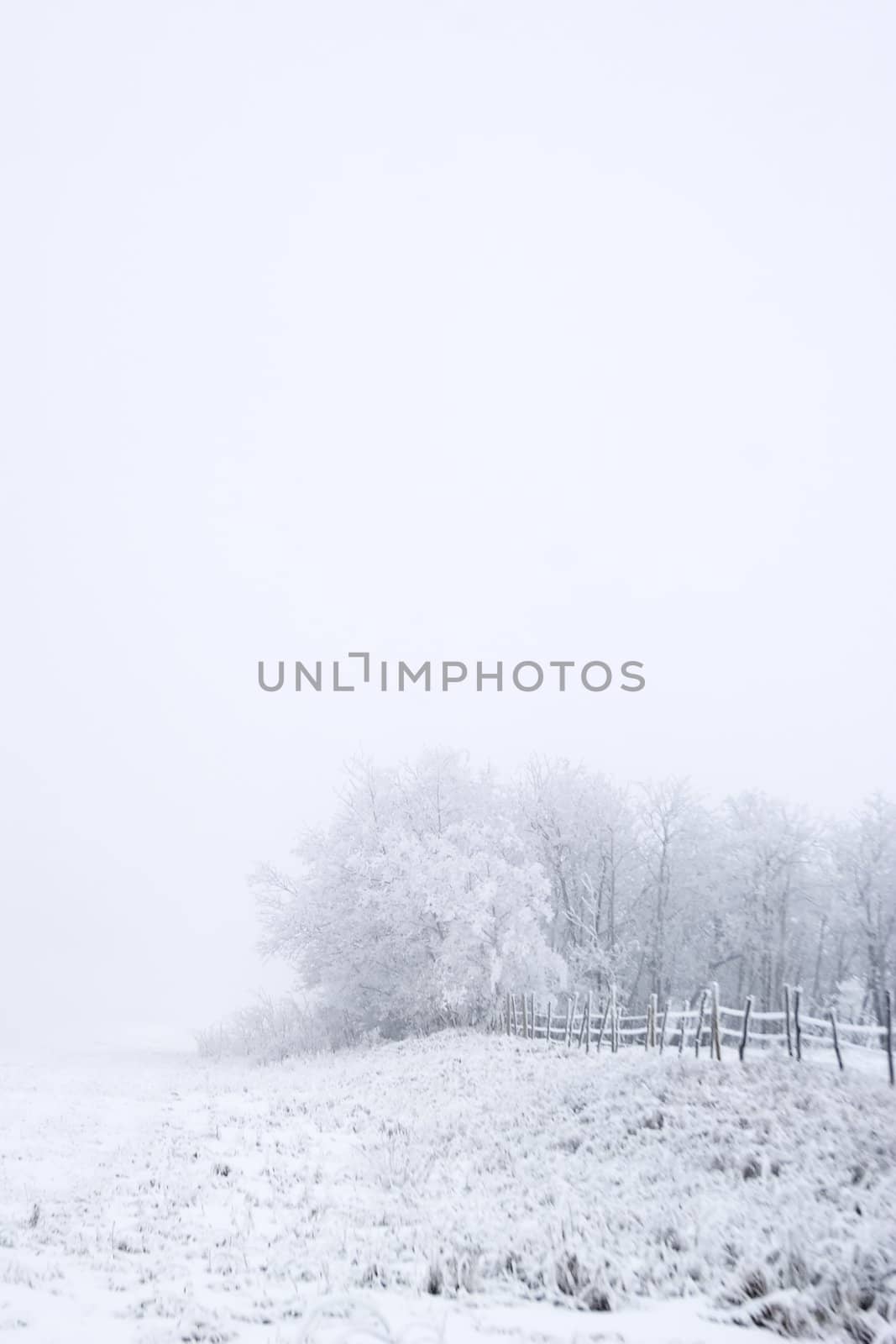 Group of trees on a prairie landscape engulfed in fog.