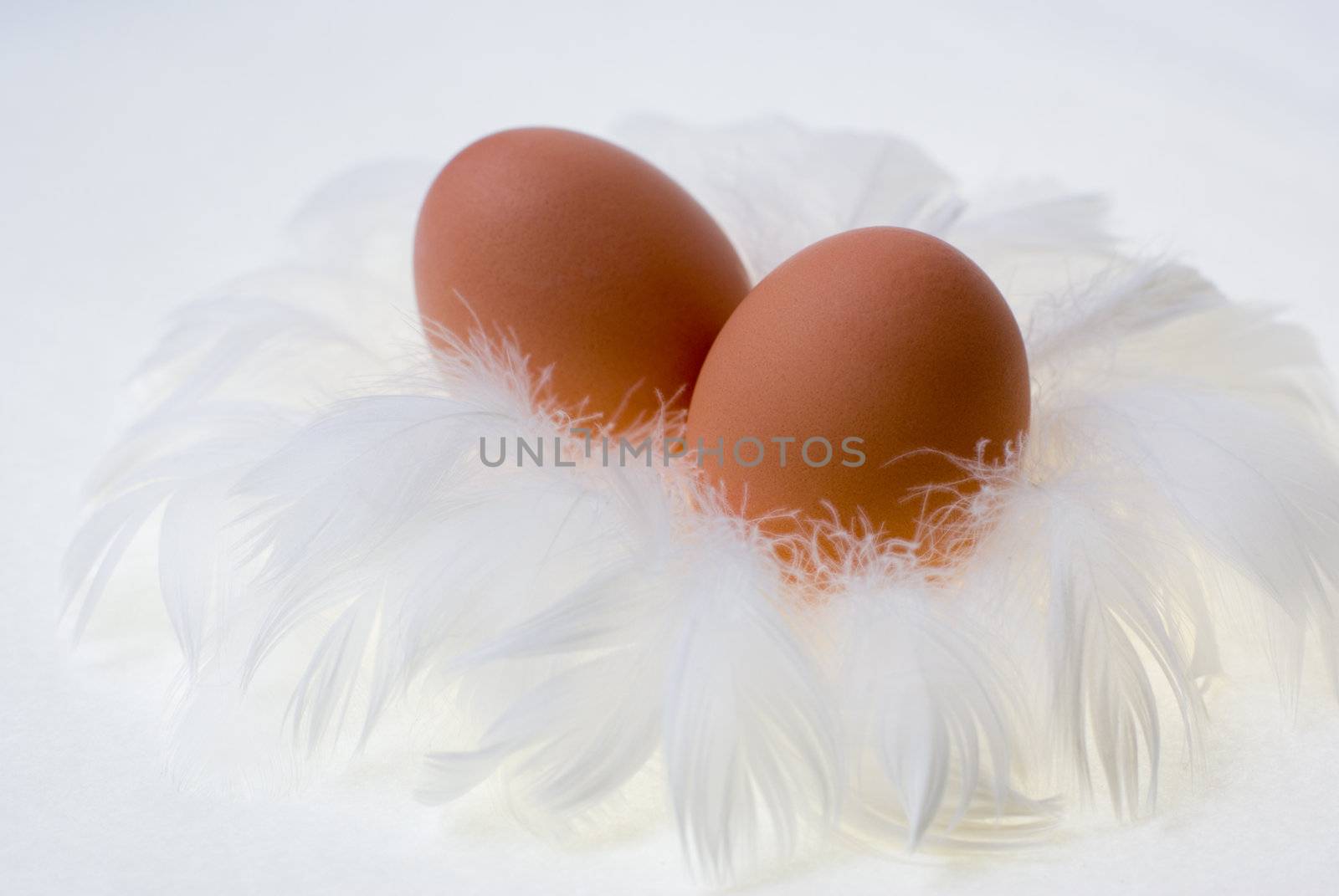 Two egg in white feather nest. Opposition between hard and soft, also a metaphore of maternity and care.