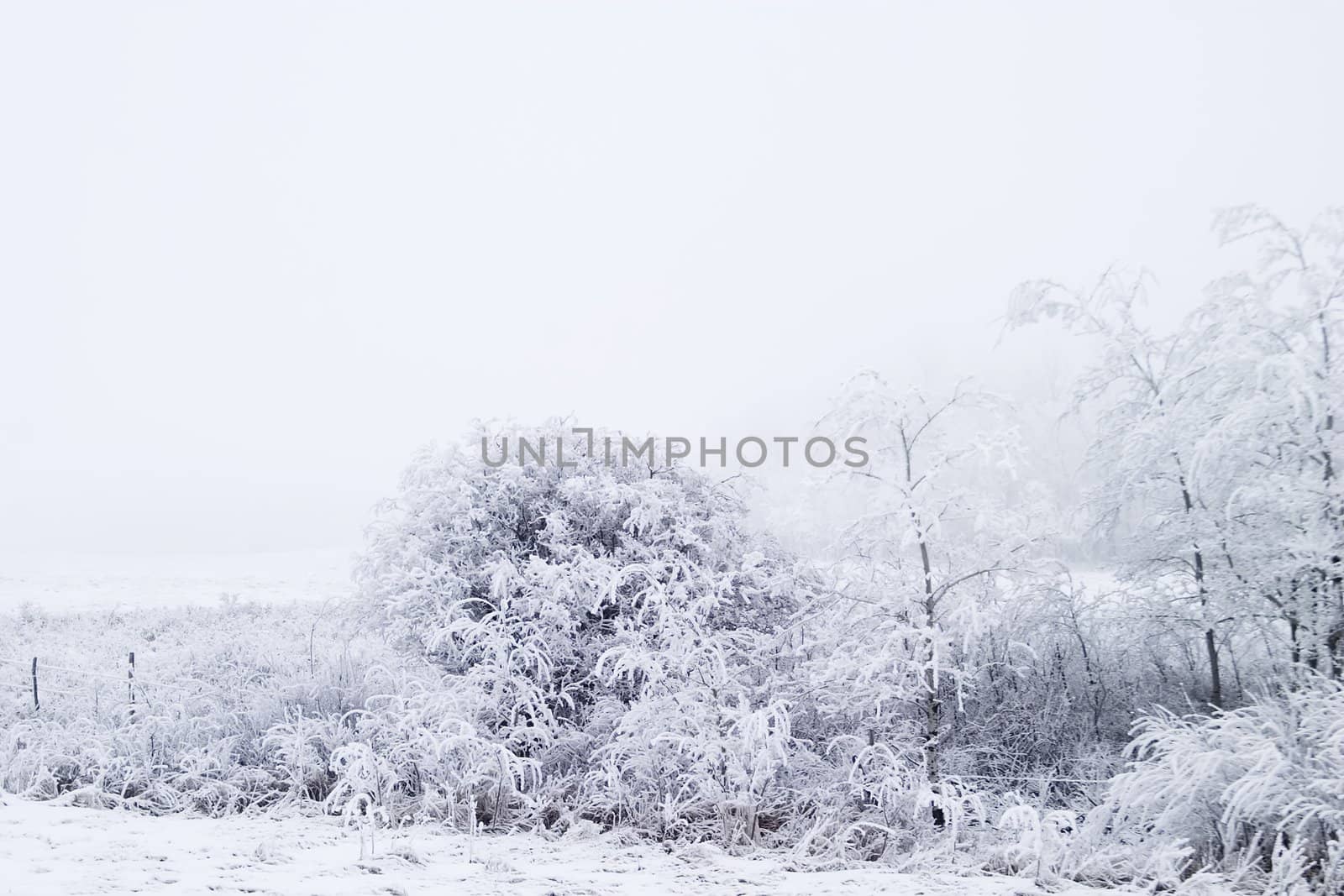 Group of trees on a prairie landscape engulfed in fog.