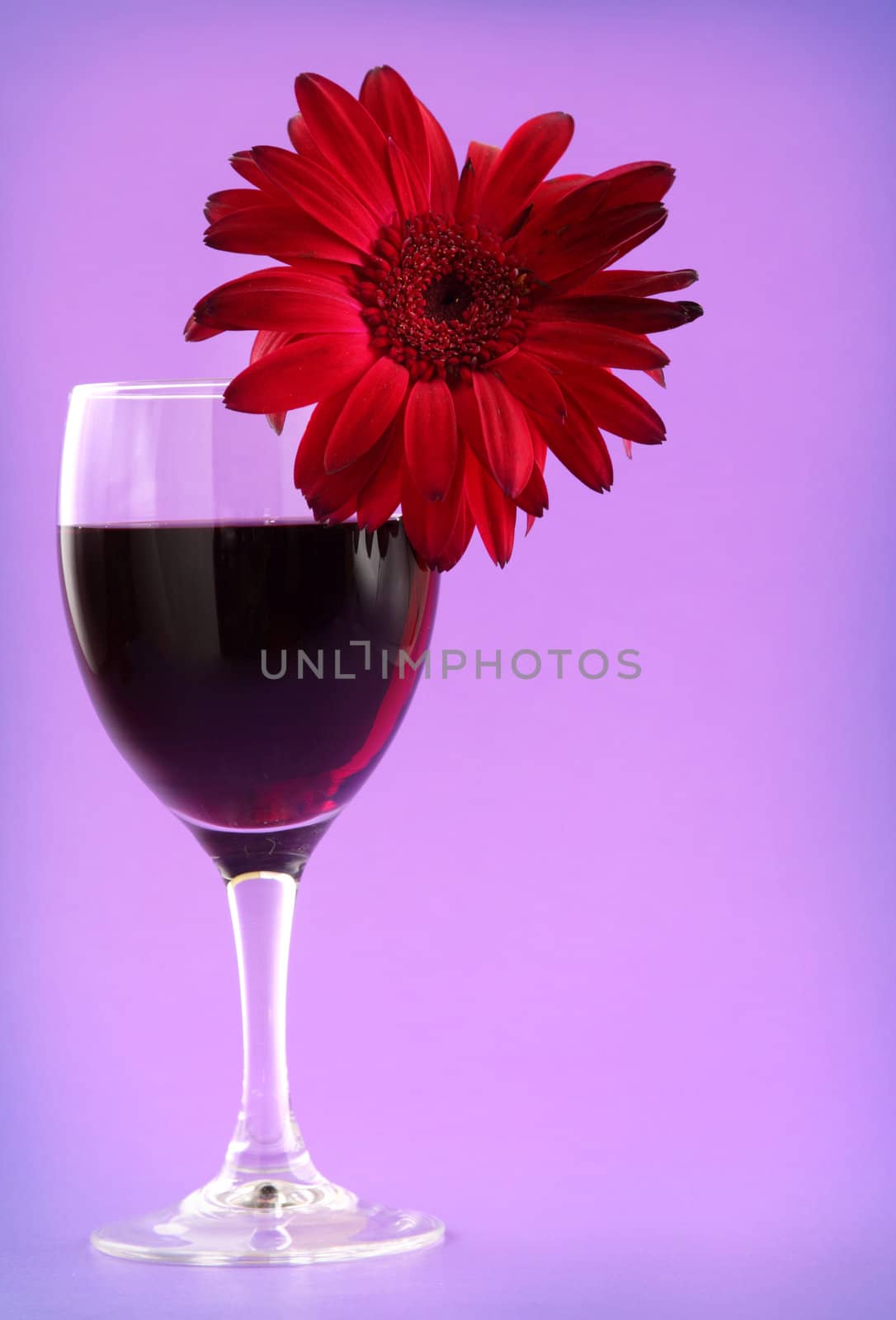 glass of red wine and gerbera flower