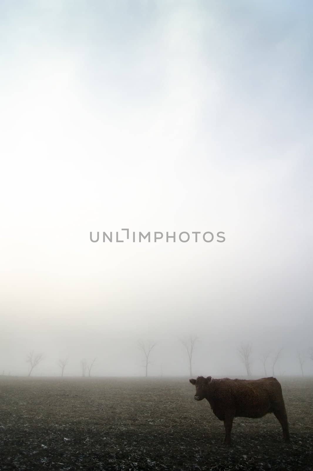 Cow on the prairie on a foggy winter day