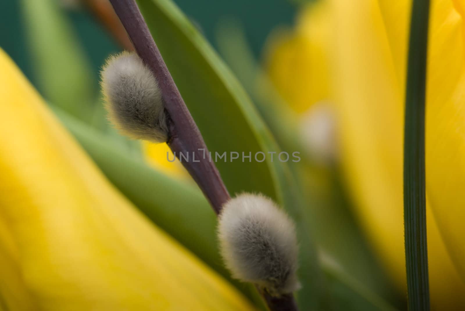 Willow twig - selective focus on the upper catkin.