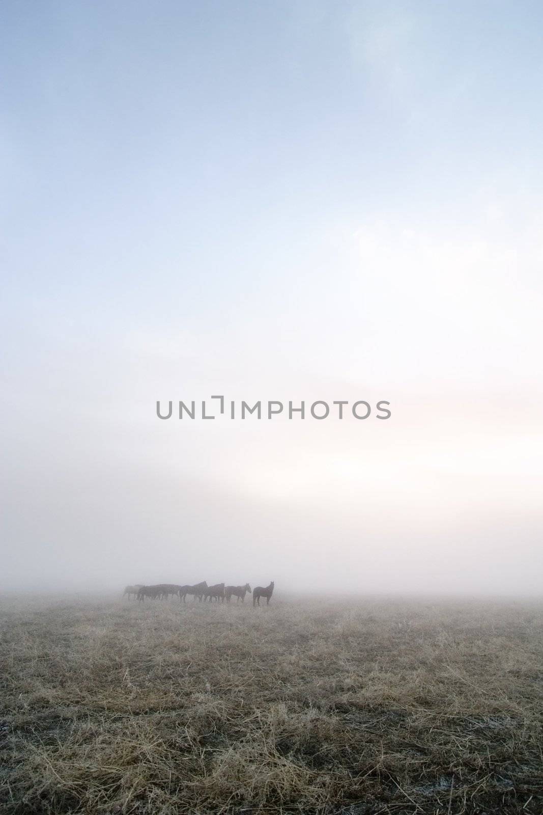 Horses in the fog on the prairie.