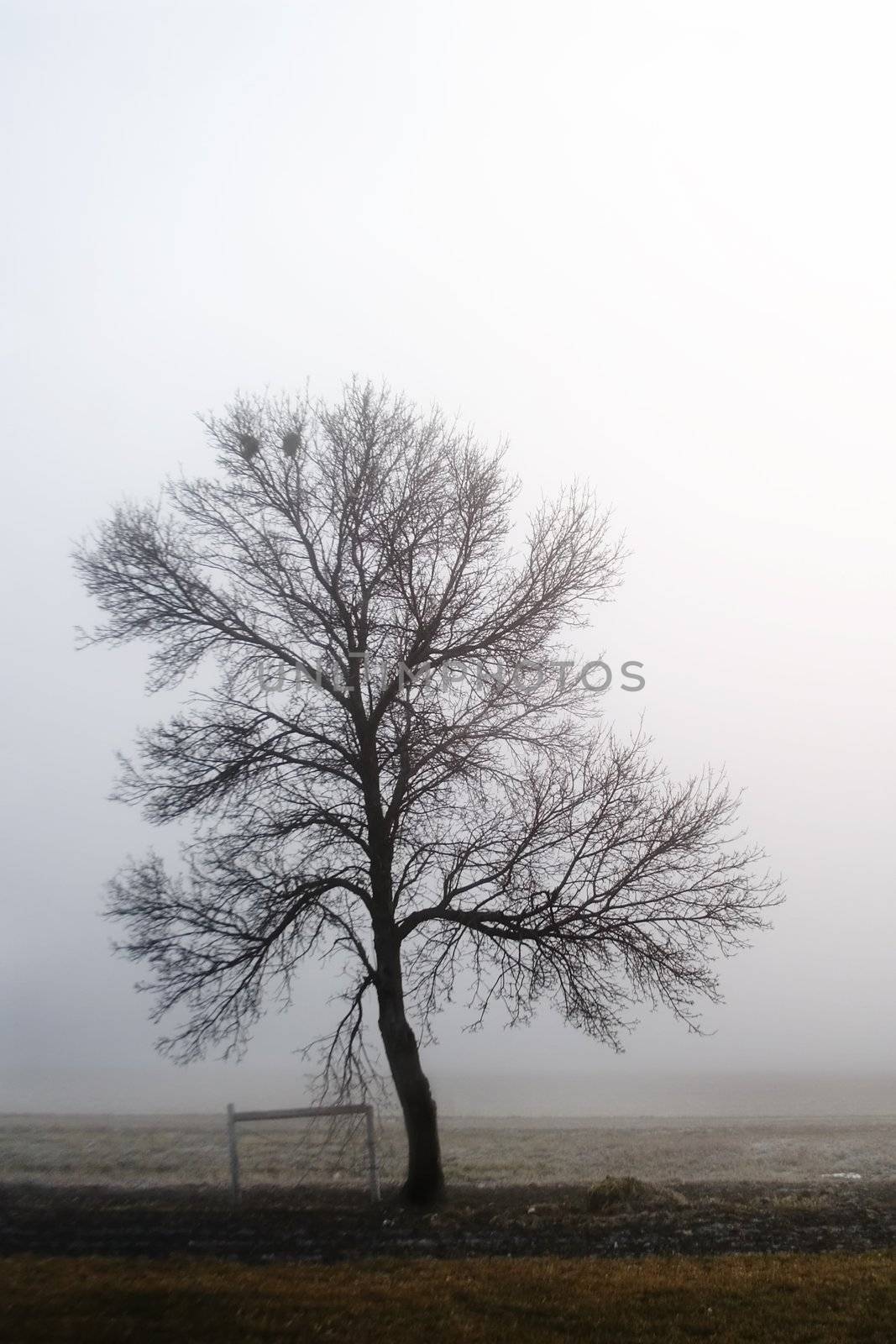 A single tree in the fog.