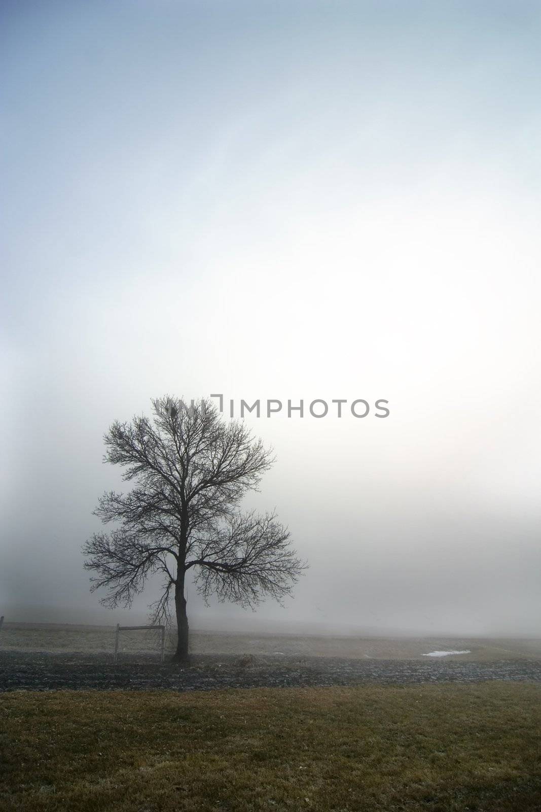 A single tree in the fog.