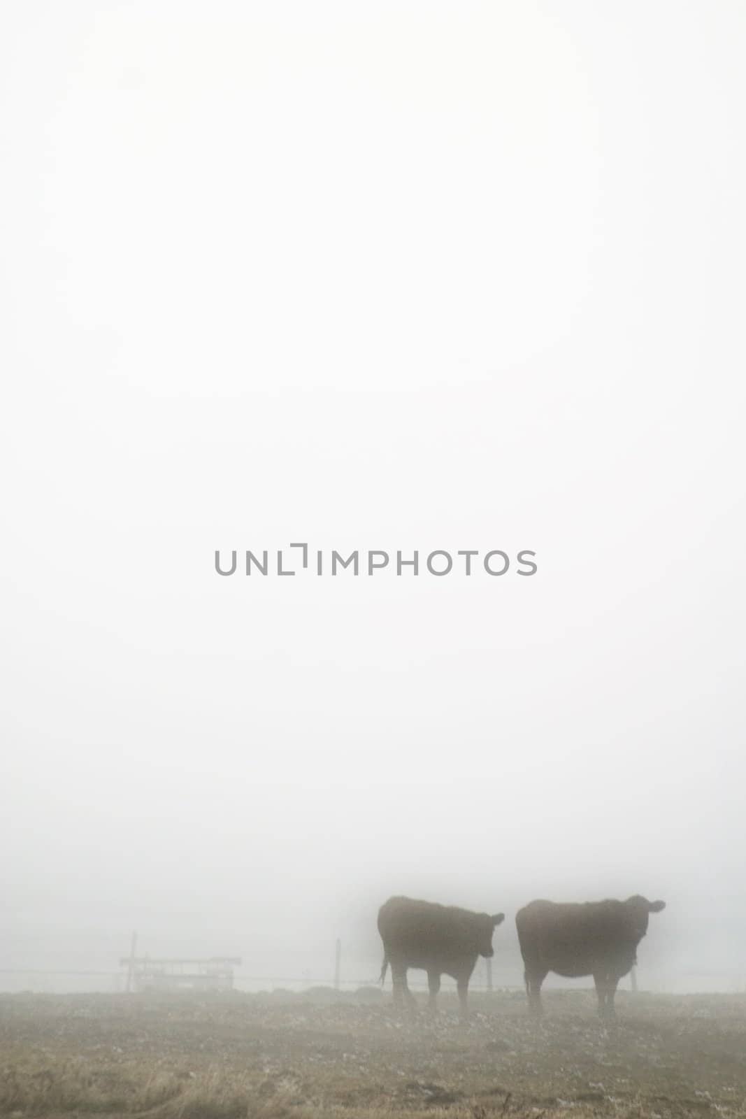 Cows in the prairie winter fog.