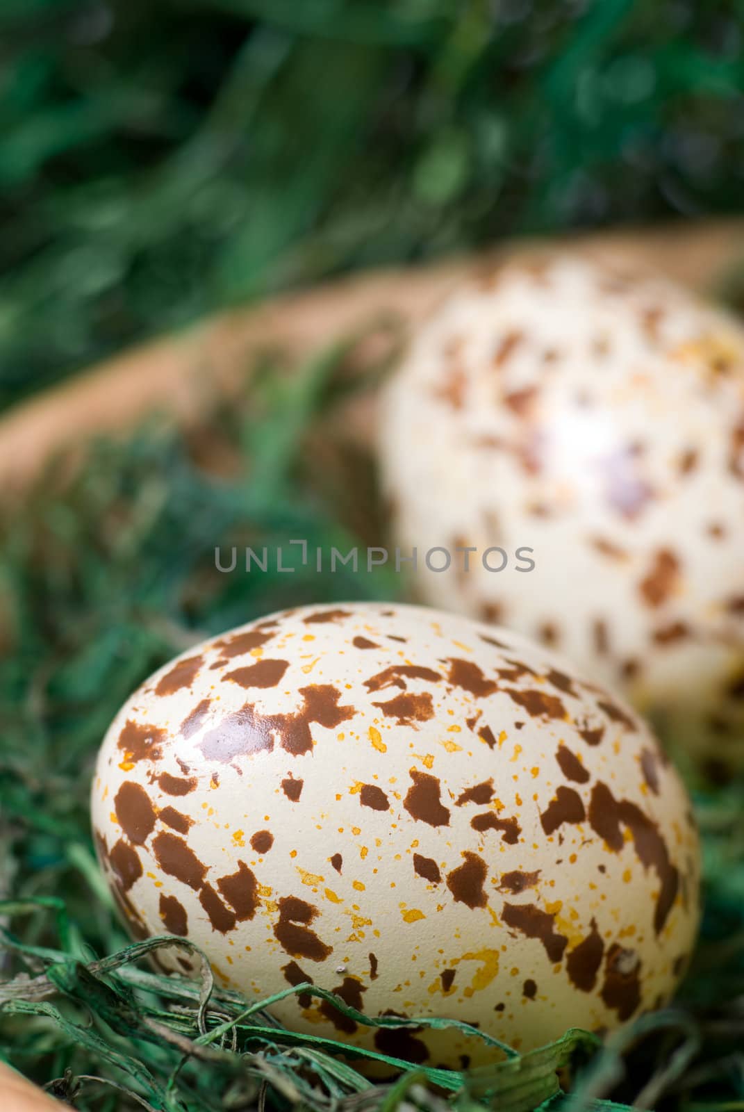 Spotted eggs on the green hay. Selective focus, shallow depth of field.