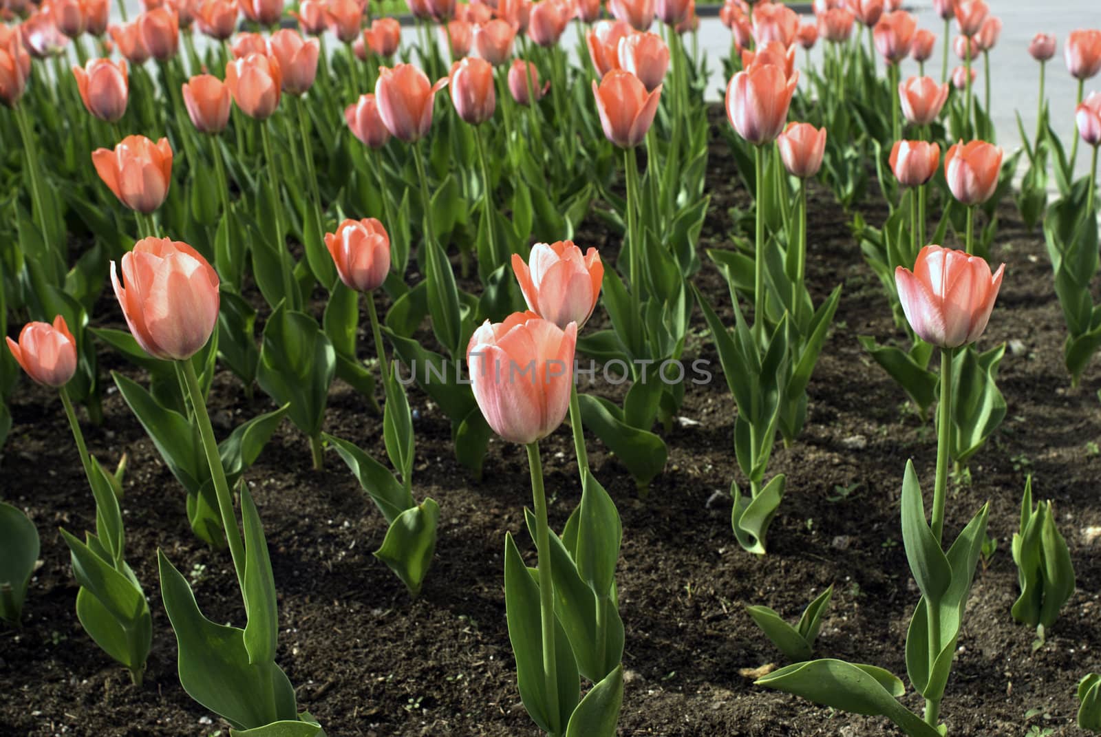 Pink tulips on the lawn. May sunday.