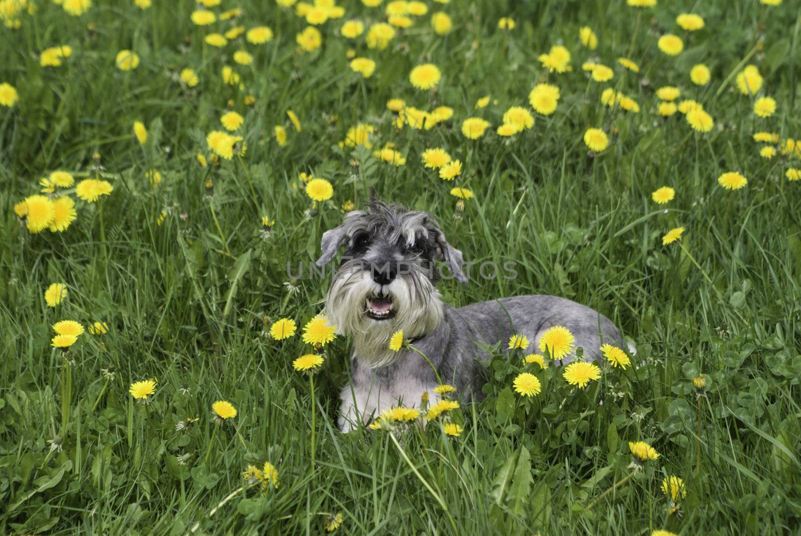 The dog on the grass and dandelion