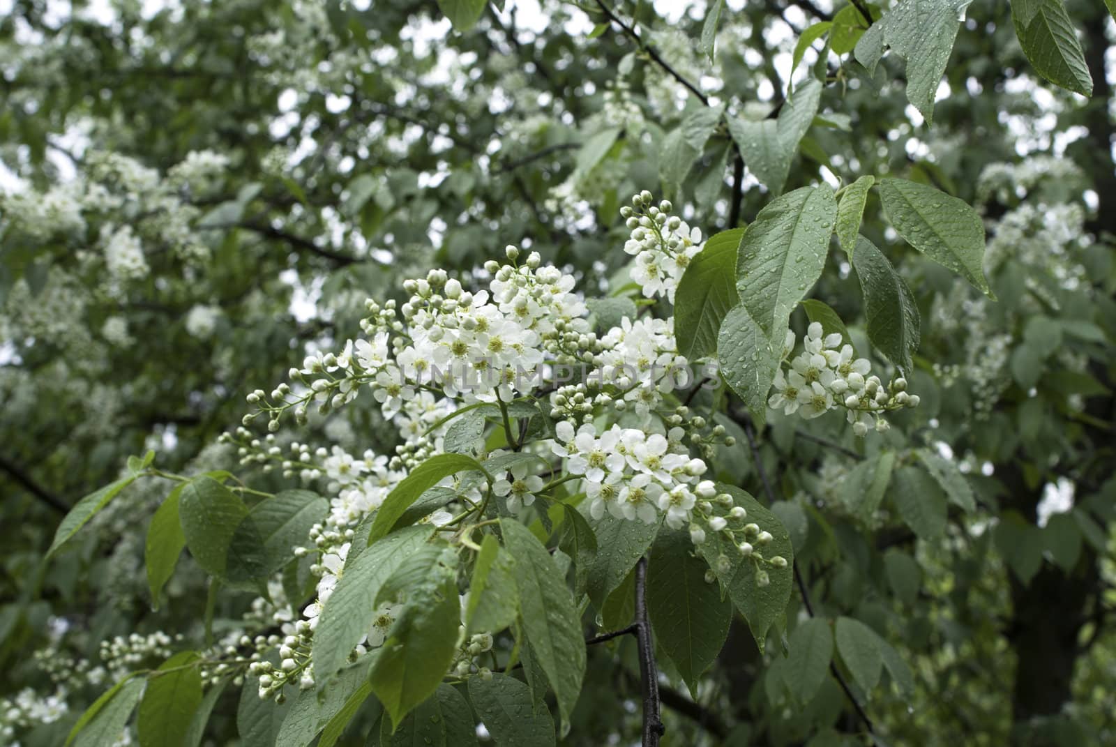Tree (bird cherry) after rain with drops of water