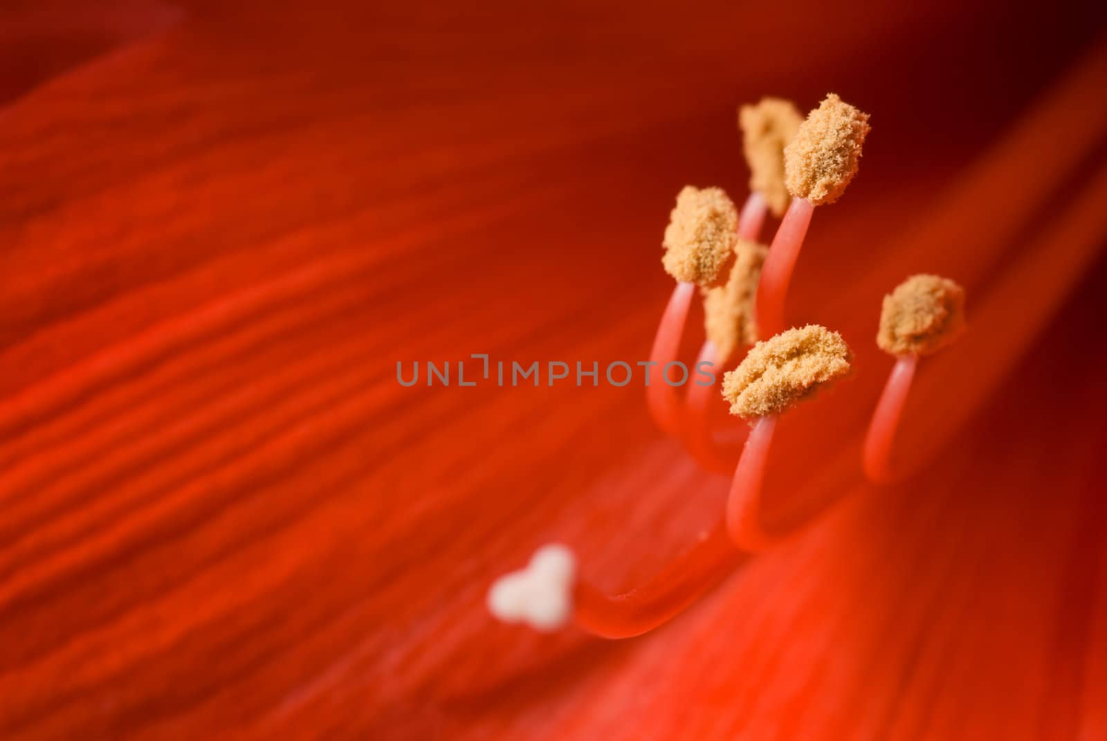 Stamen of hippeastrum flower. Family: Amaryllidaceae. Focus on stamen.