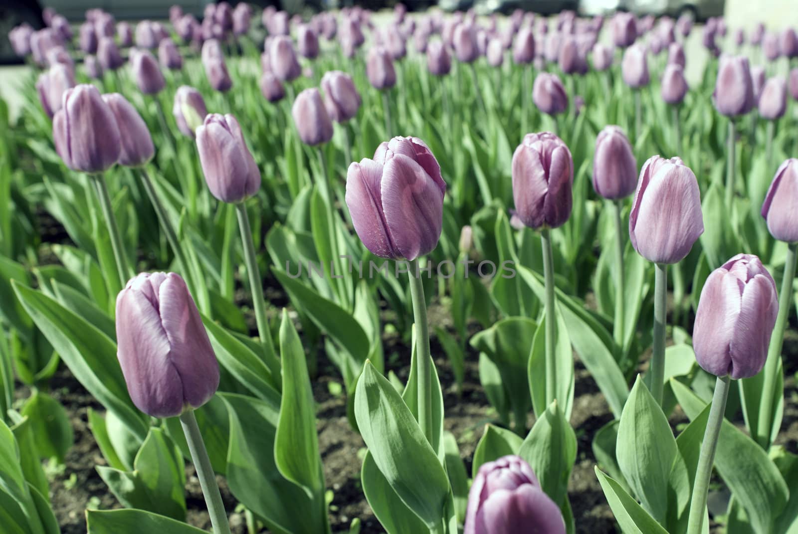 Violet tulips by BIG_TAU
