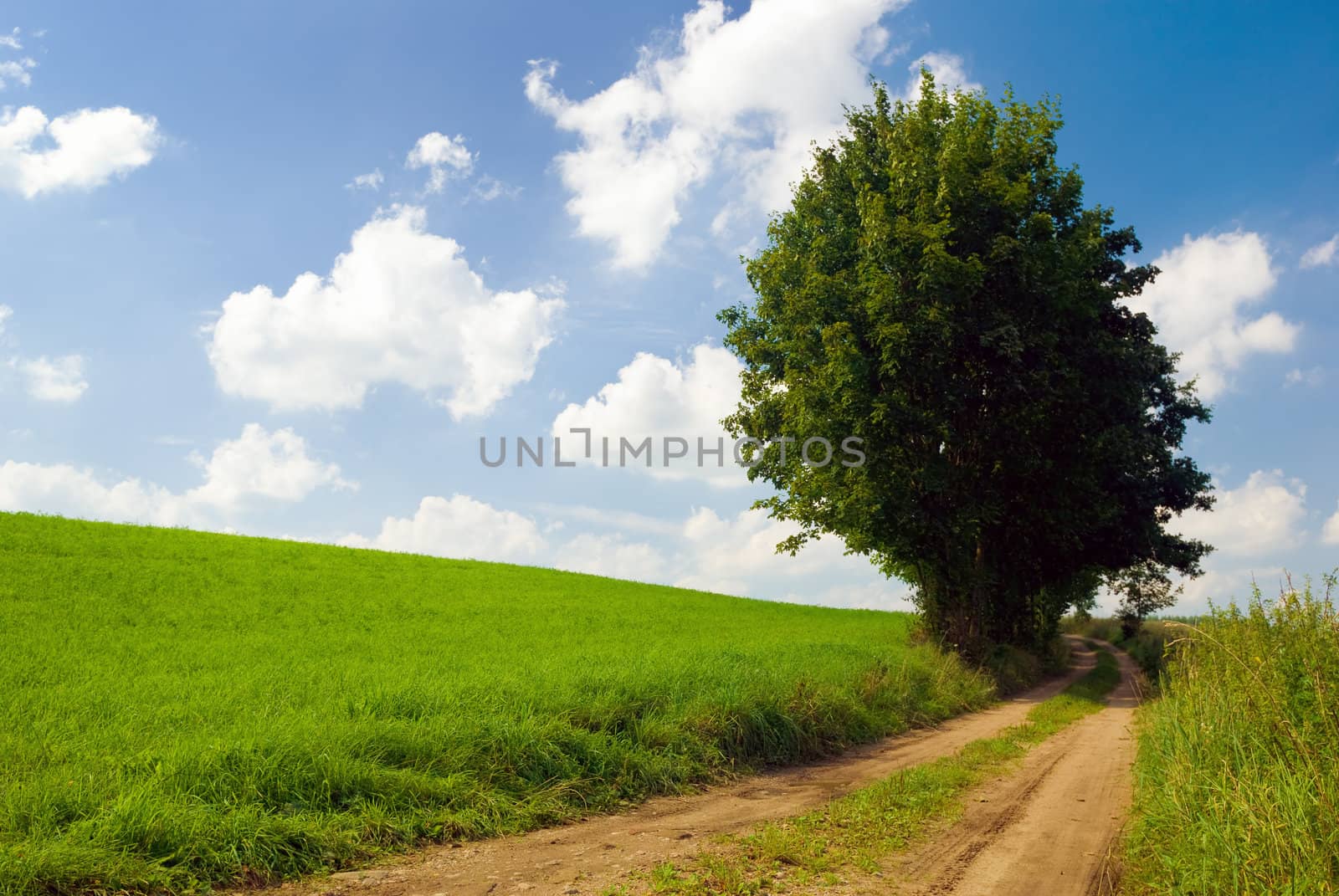 Saturated summer landscape - Lonely tree near country road. Mazury, Poland.