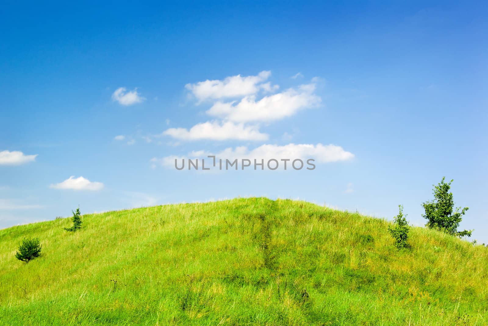 Summer landscape - green grass on the top of the hill.