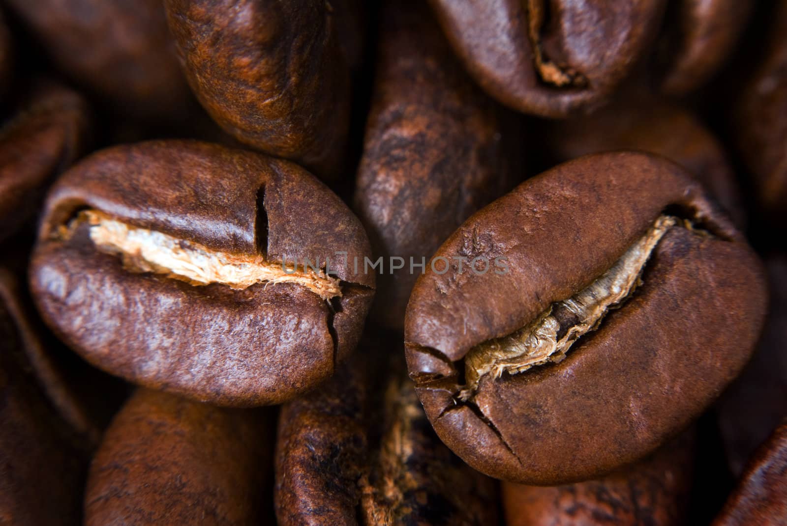 Two coffee seeds close-up.
