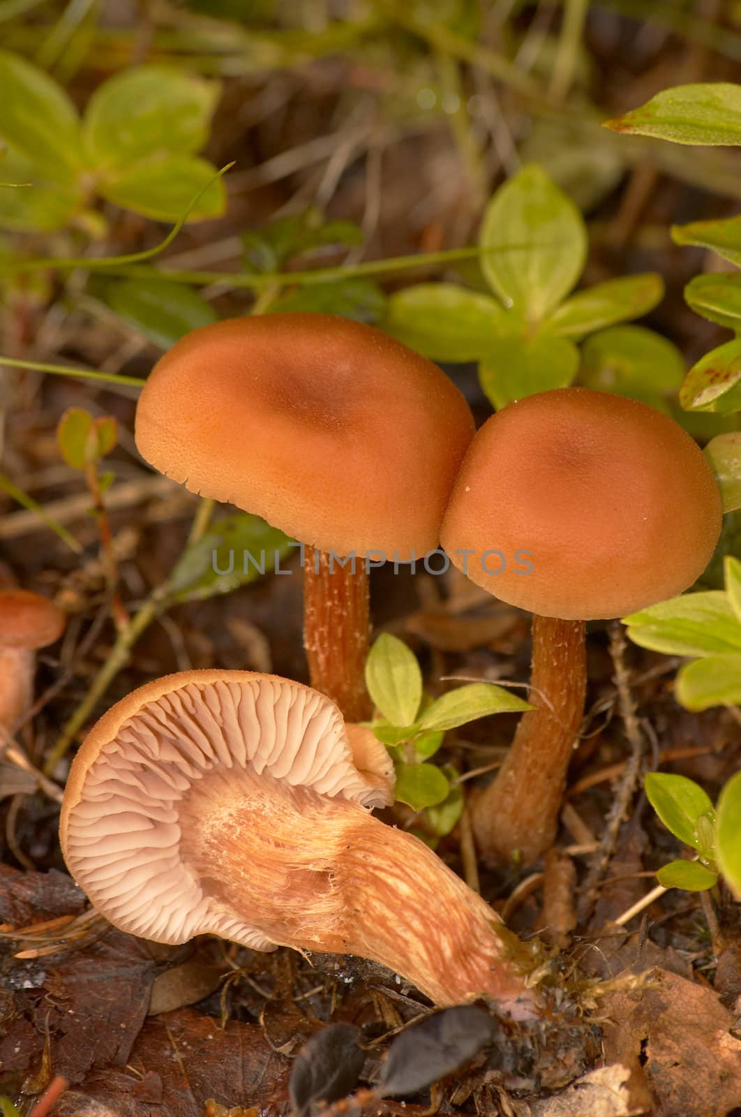 Some brown edible mushrooms grow among a moss