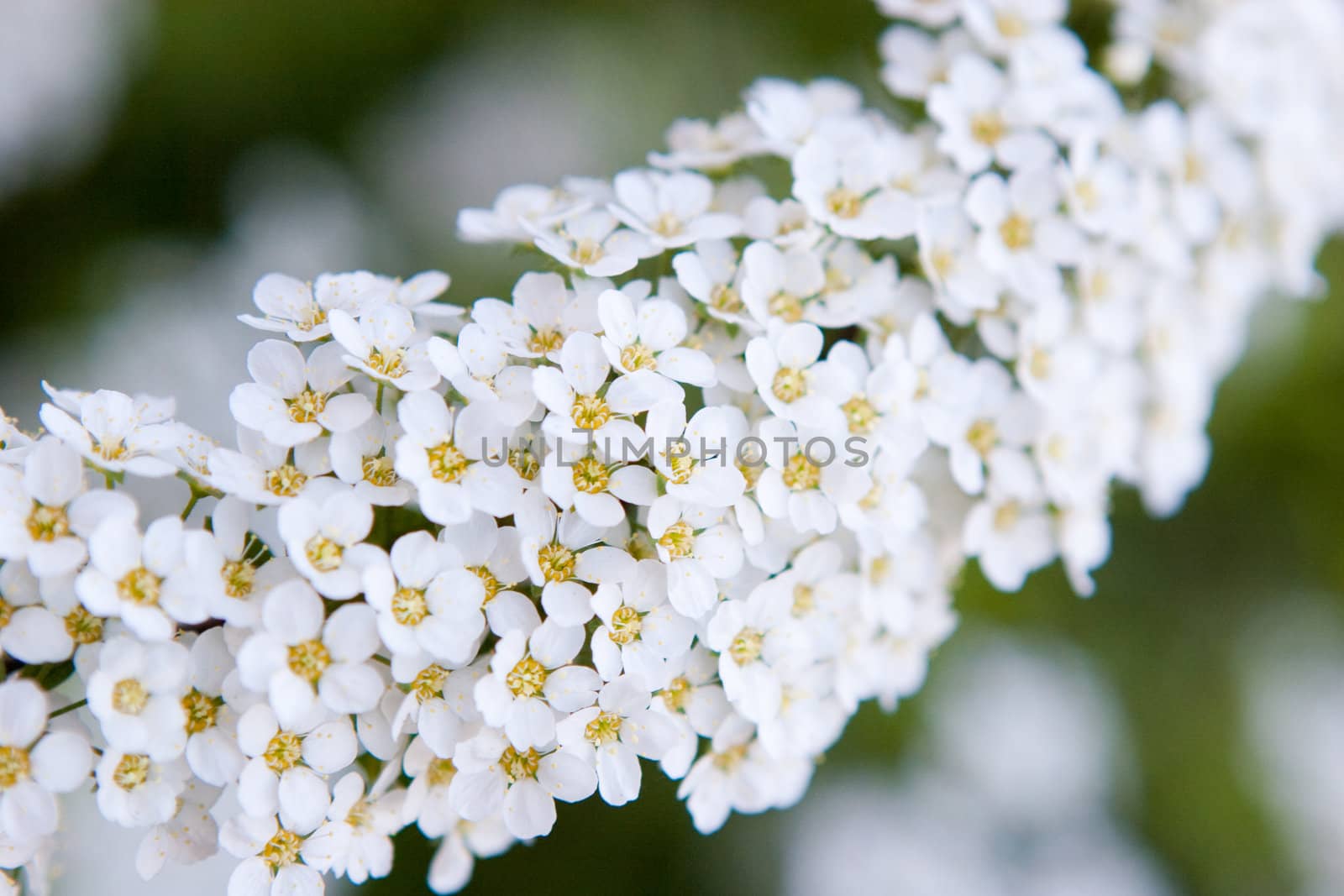 white small flowers by vsurkov