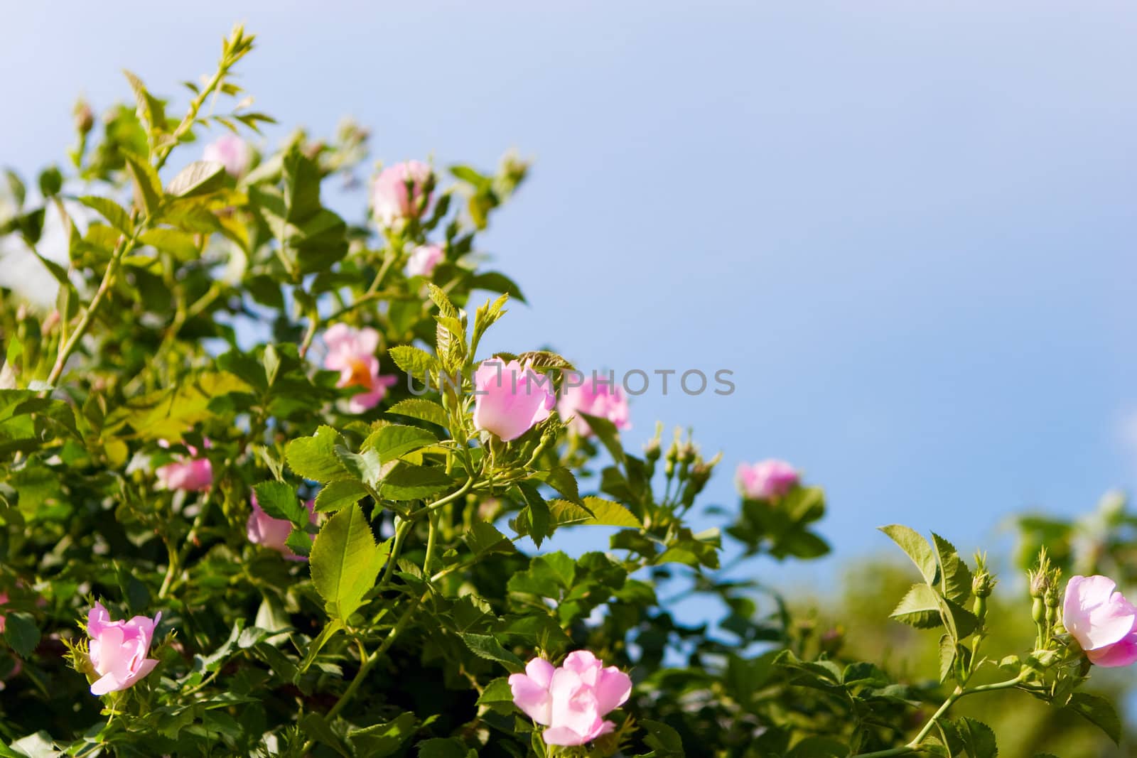background of dog-roses by vsurkov