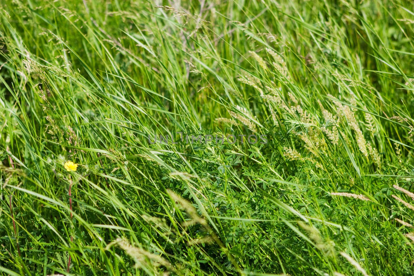 background of green field with a small yellow flower