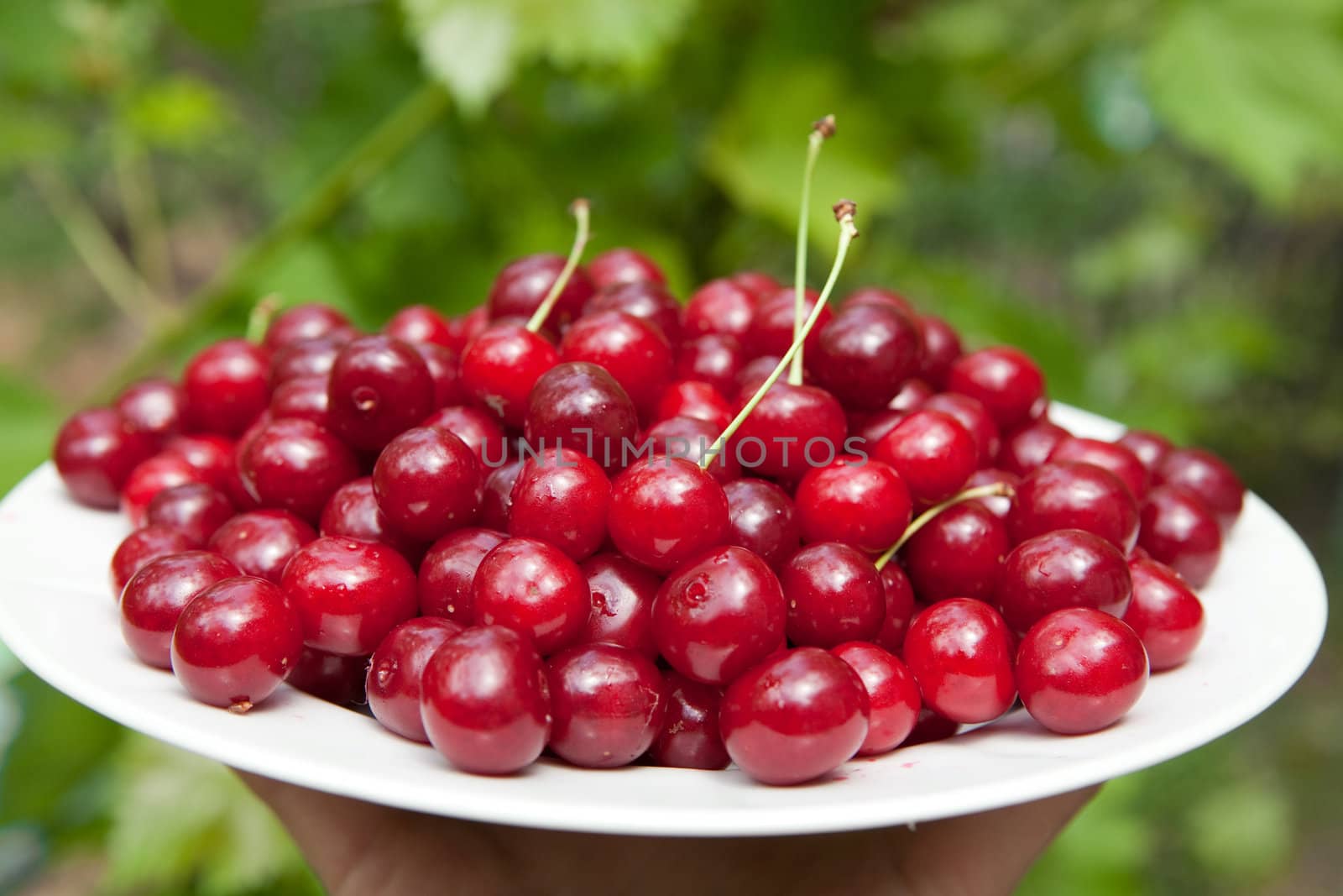 tasty cherries on the plate outdoors


