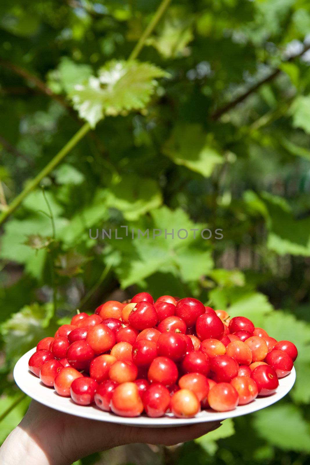 tasty cherries by vsurkov